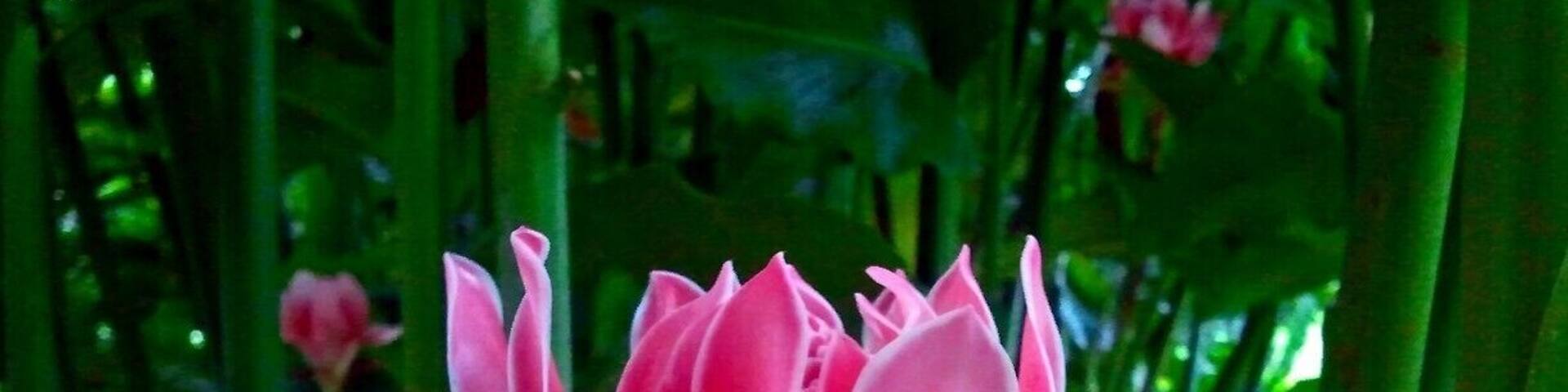 Striking pink inflorescence not only used as Malaysian authentic cuisine laksa but also as cut flower.