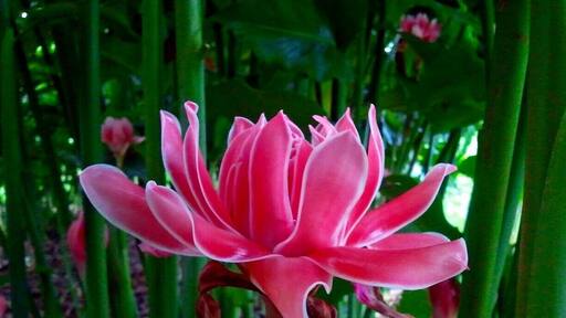 Striking pink inflorescence not only used as Malaysian authentic cuisine laksa but also as cut flower.