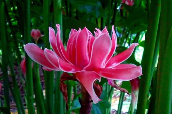 Striking pink inflorescence not only used as Malaysian authentic cuisine laksa but also as cut flower.