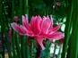 Striking pink inflorescence not only used as Malaysian authentic cuisine laksa but also as cut flower.