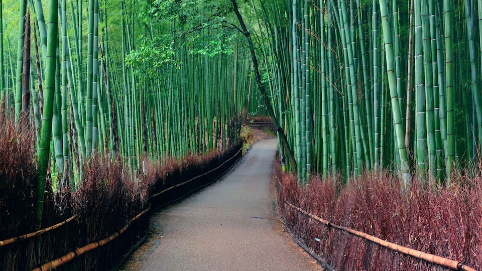 Bamboo Grove