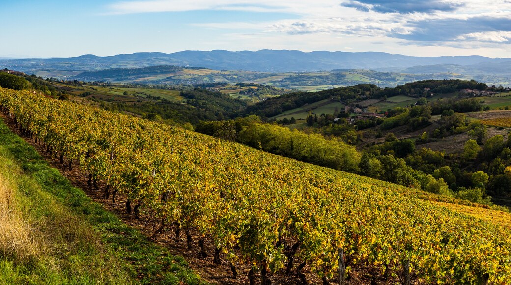 Panorama of the Beaujolais vineyards from the surroundings of Oingt, near Lyon
