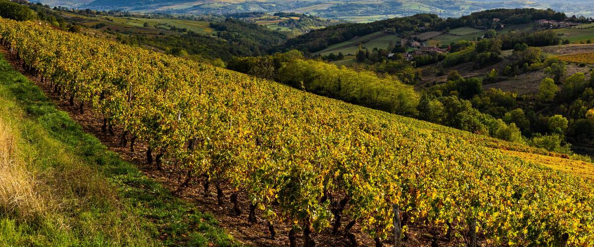 A vineyard with rows of grapevines on a hillside, a valley with fields, and distant mountains under a partly cloudy sky.