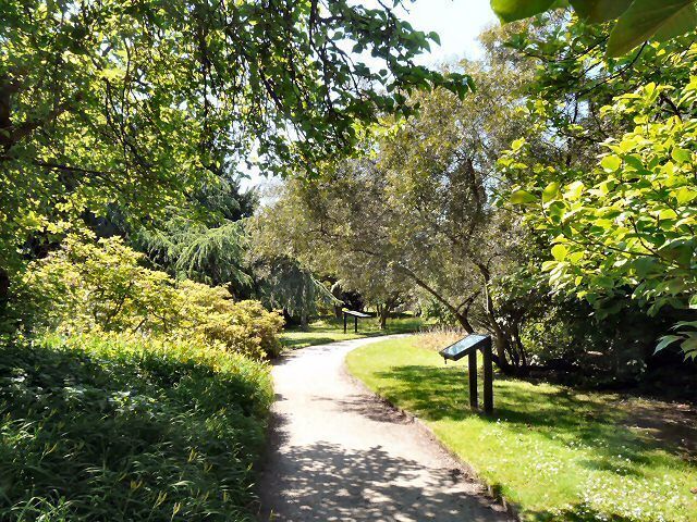 A paved path through a park with lush greenery and trees.