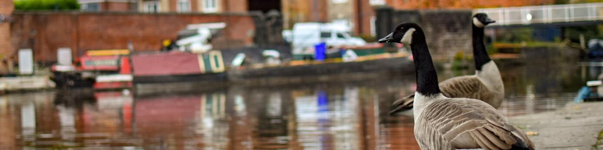 A canal with ducks, a bridge, and red brick buildings in the background.