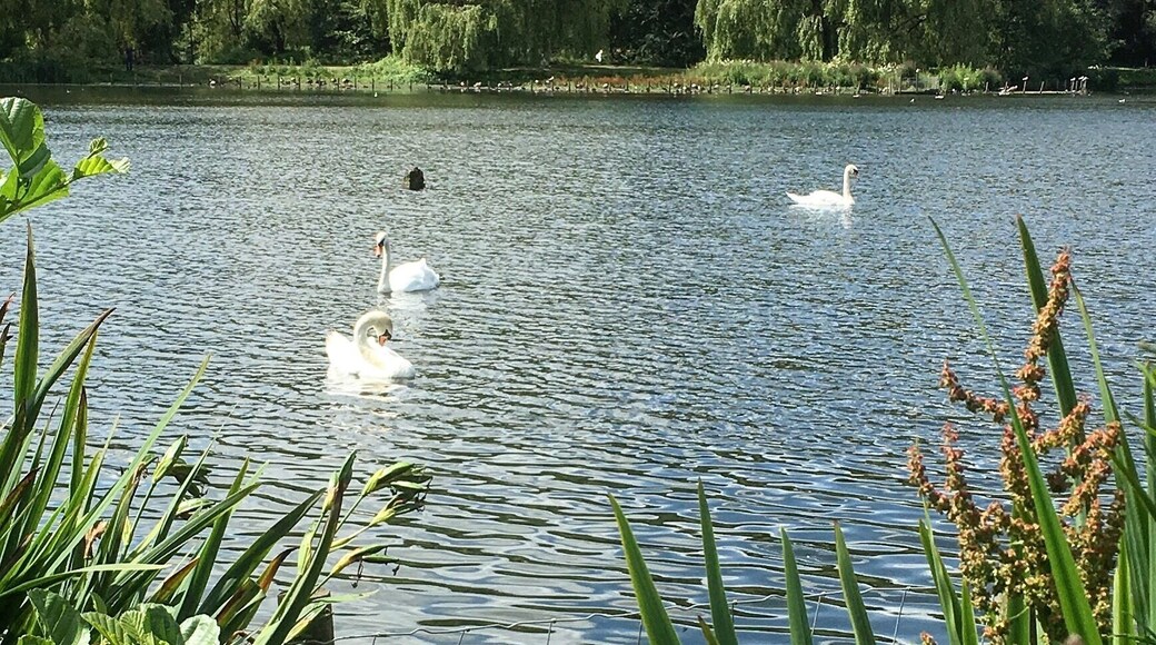 Visited Moses Gate Country Park this afternoon. Had heard a few people talk about this place being beautiful and well worth the visit. I looked it up and decided to pay it a quick visit. Had a couple of hours to spare and so headed off. Firstly there are many pros and a few cons. The place is, and I repeat is worth a visit. It's peaceful, tranquil and within easy reach of the motorway, railways and airport. No excuses to not visit if you have two or three hours to spare. The views are fantastic. It seems to be well looked after and there are plenty of places to sit and read a book, take that call or even get that report finished. Take food and drink with you as some reports do mention refreshments are available. However this doesn't seem the case. They aren't available sadly. But don't let this put you off. There are shops and supermarkets about 15 minutes away.......