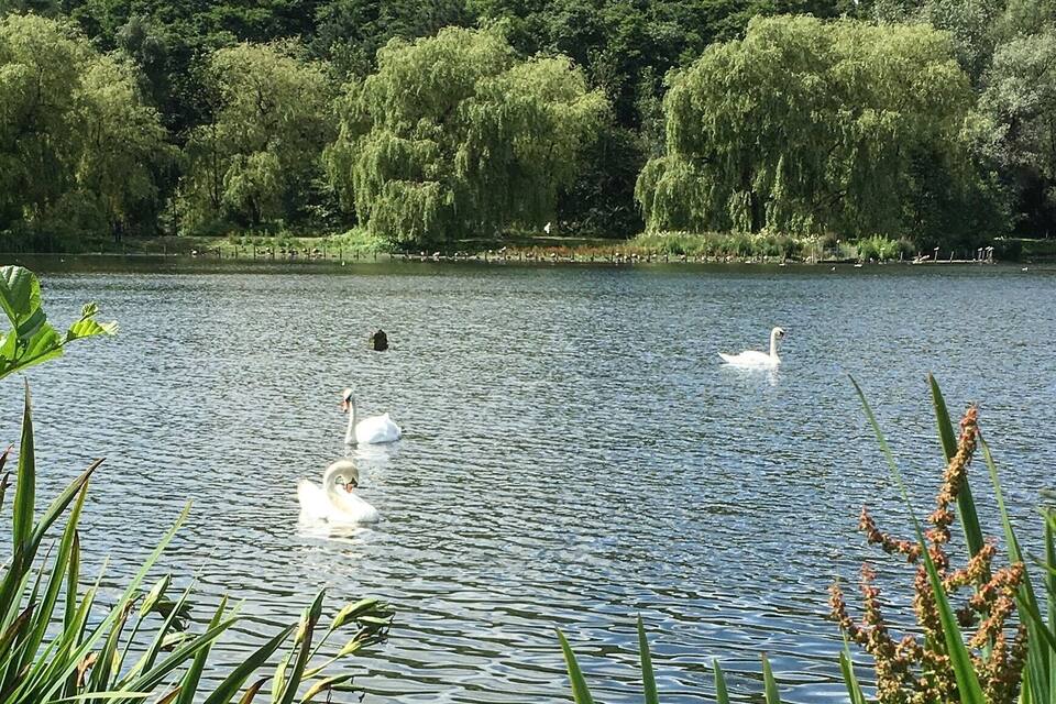 Un lago con cisnes nadando, rodeado de exuberante vegetación y árboles.
