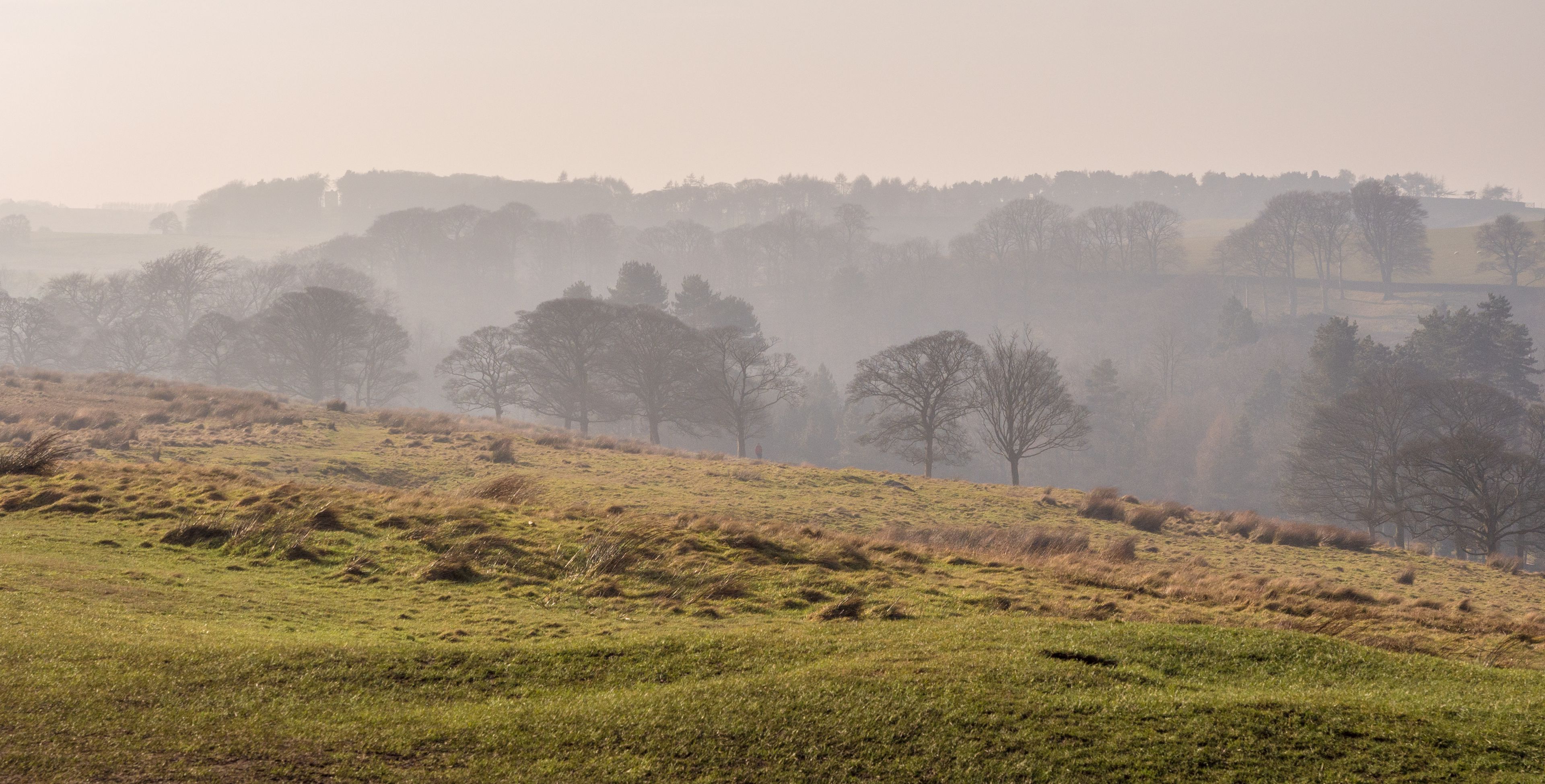Treeline in winter mist on hillside at Lyme Park, Disley, Cheshire, UK
