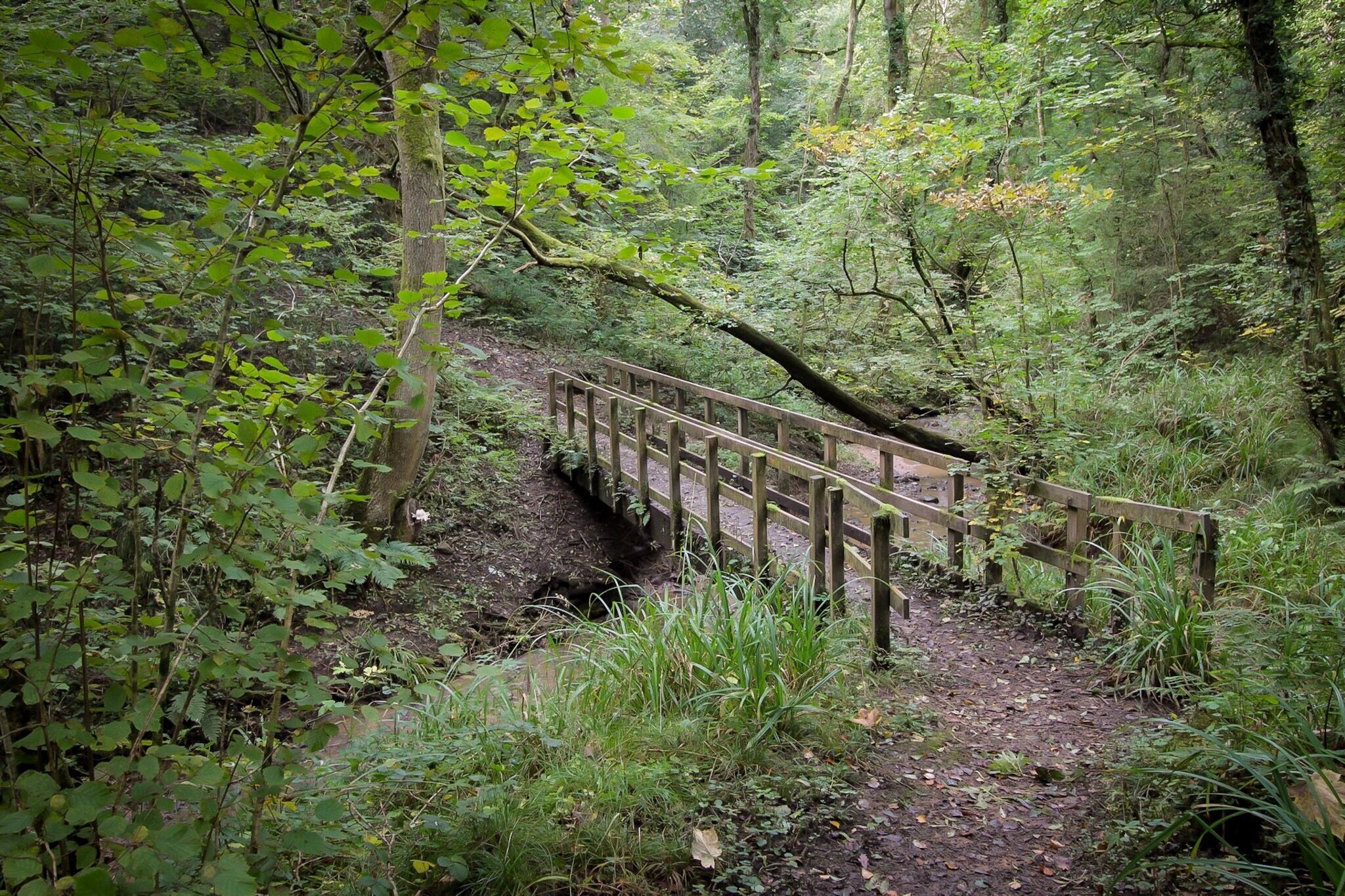 A hidden place off the Middlewood Way