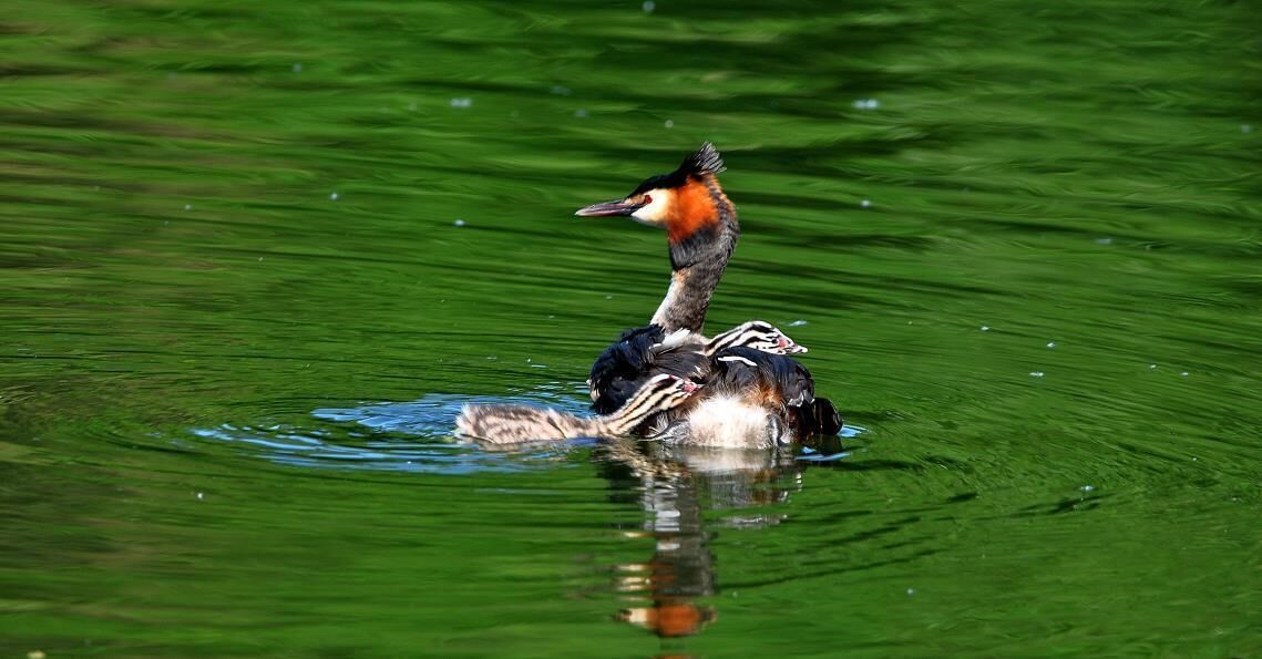 A bird with a distinctive orange face and black and white plumage floating on water.