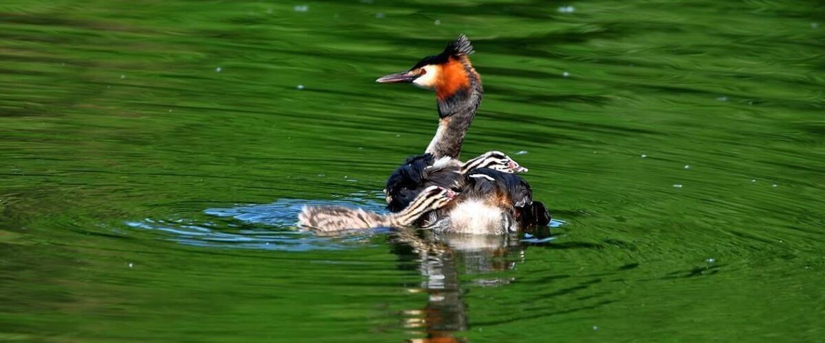 A bird with a distinctive orange face and black and white plumage floating on water.