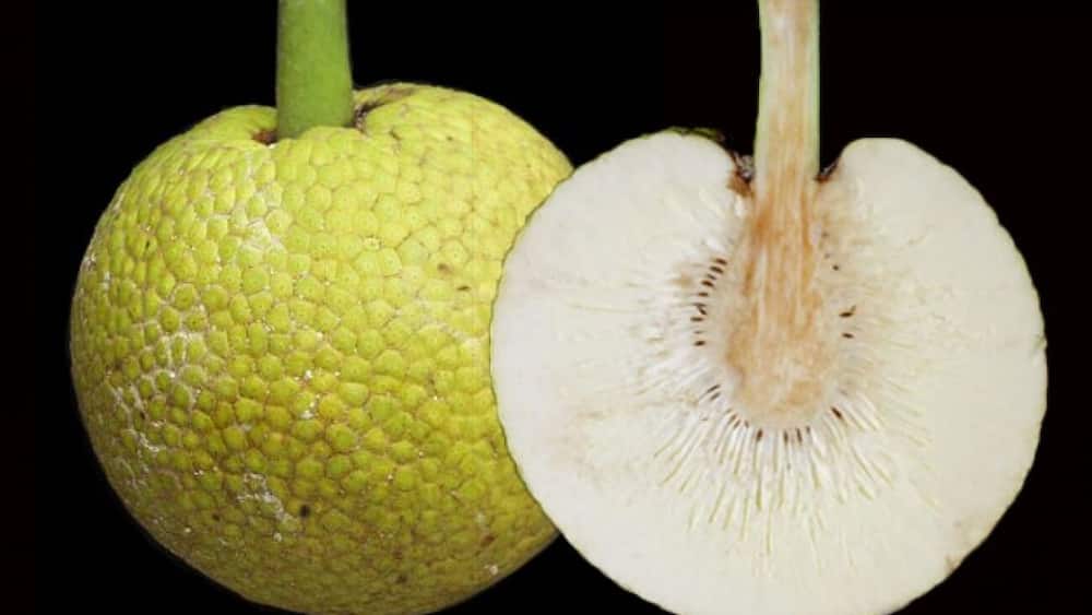 Breadfruit in Jamaica