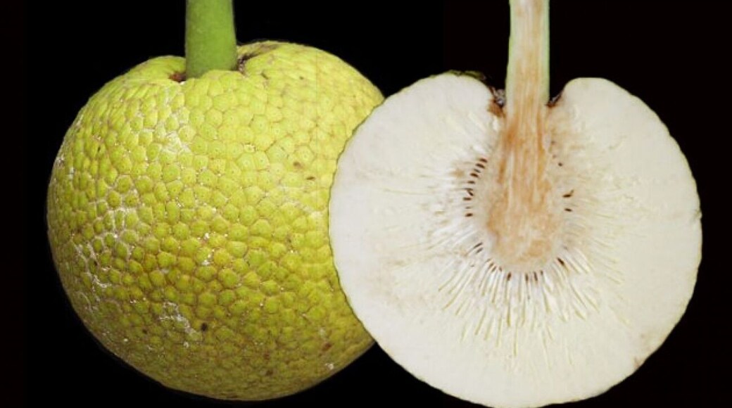Breadfruit in Jamaica