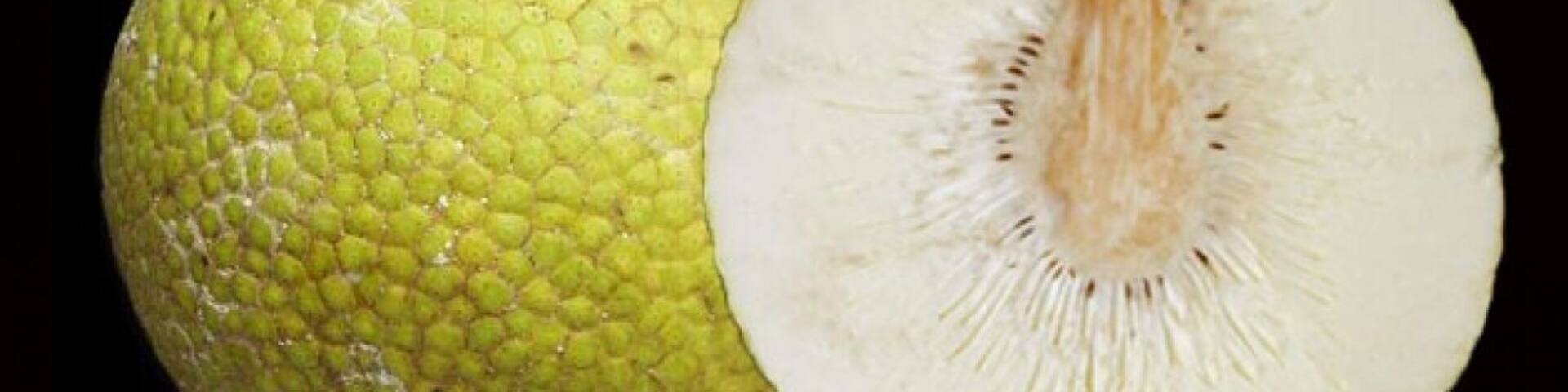 Breadfruit in Jamaica