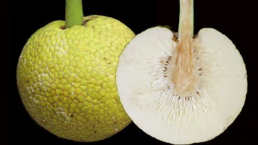 Breadfruit in Jamaica