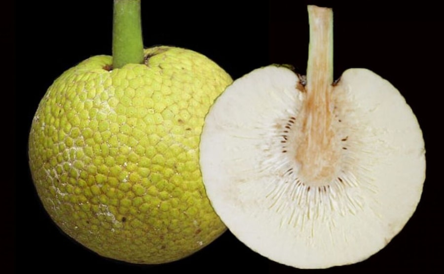 Breadfruit in Jamaica