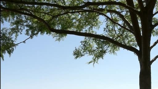 Beautiful and serene view of Lake Minnetonka along Lake St in Wayzata. In front of you ice fishing huts in the winter and pleasure boaters in the summer. Behind you is The Bookcase, a great little independent book shop that shares a space with Caribou Coffee.