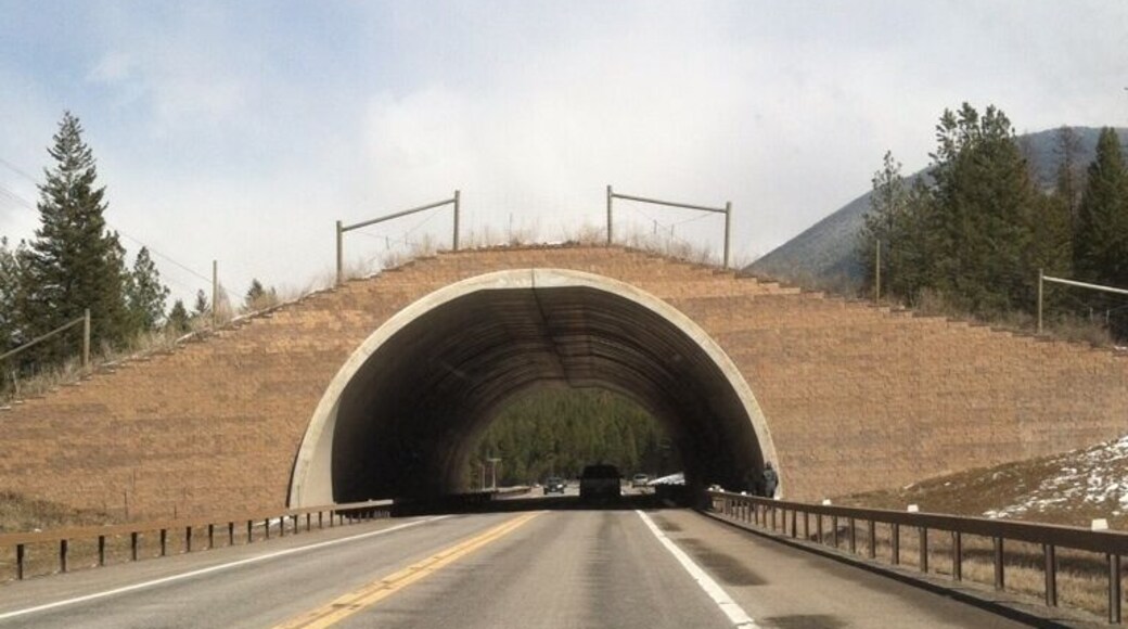 Animal bridge so they don't cross the highway.
