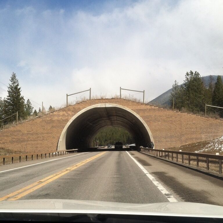 A highway tunnel with a guardrail, surrounded by dry grass and sparse trees.