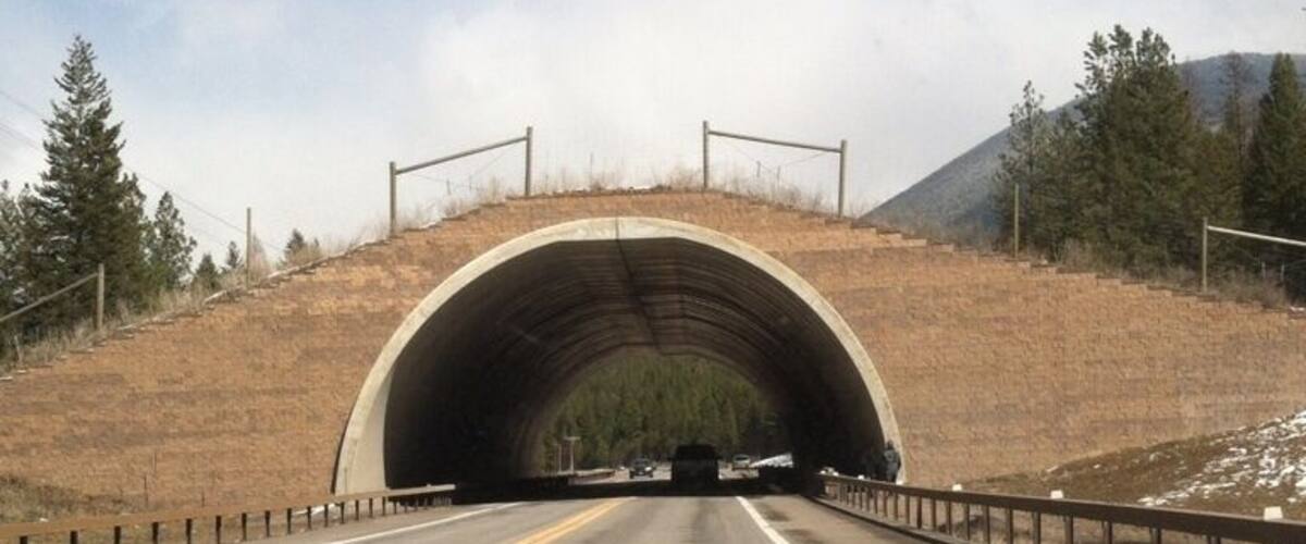 A highway tunnel with a guardrail, surrounded by dry grass and sparse trees.