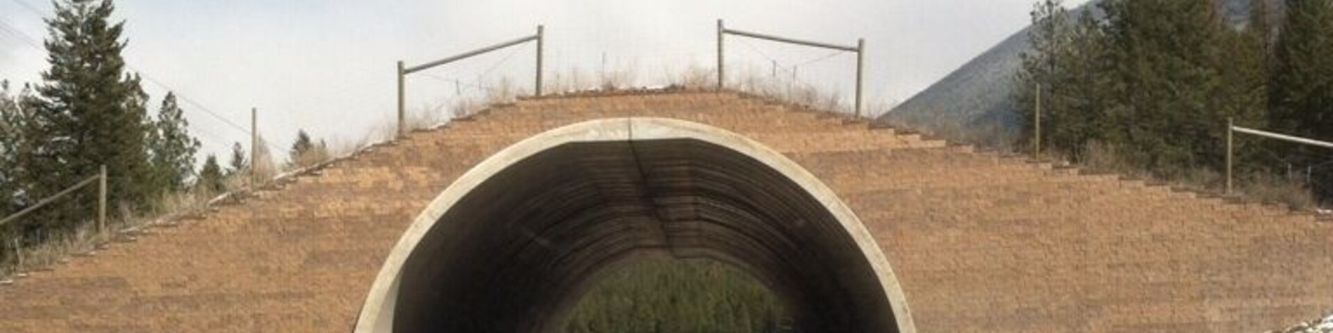 A highway tunnel with a guardrail, surrounded by dry grass and sparse trees.