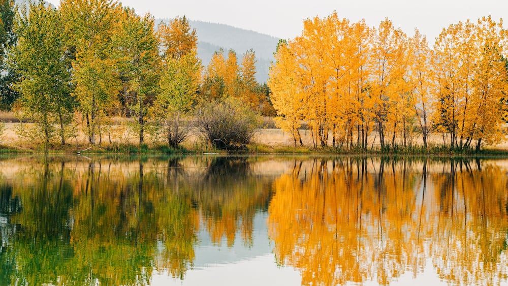 Une rivière paisible où se reflètent les arbres aux feuilles d’automne.