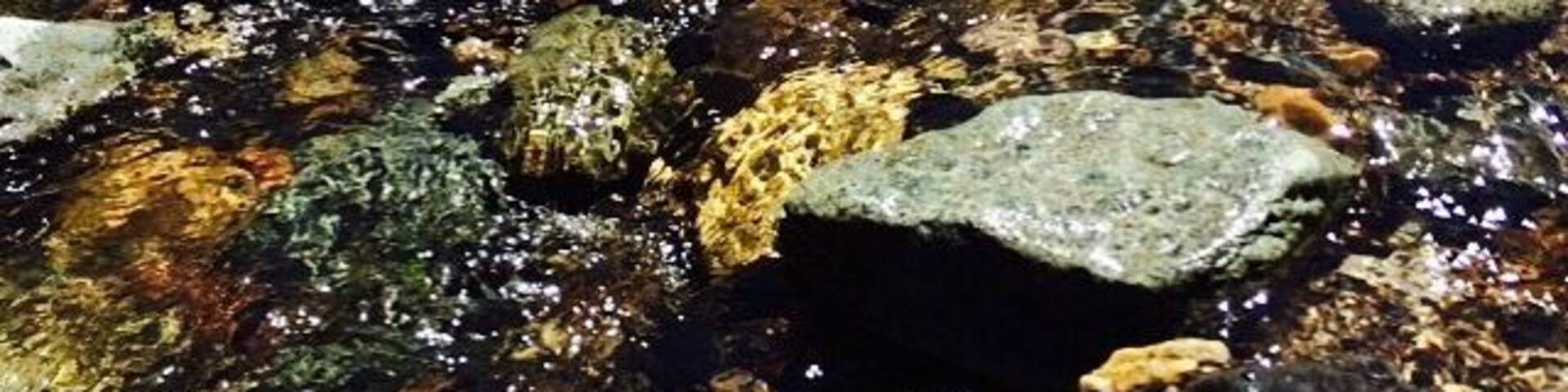 A clear stream with rocks and forested area in the background.