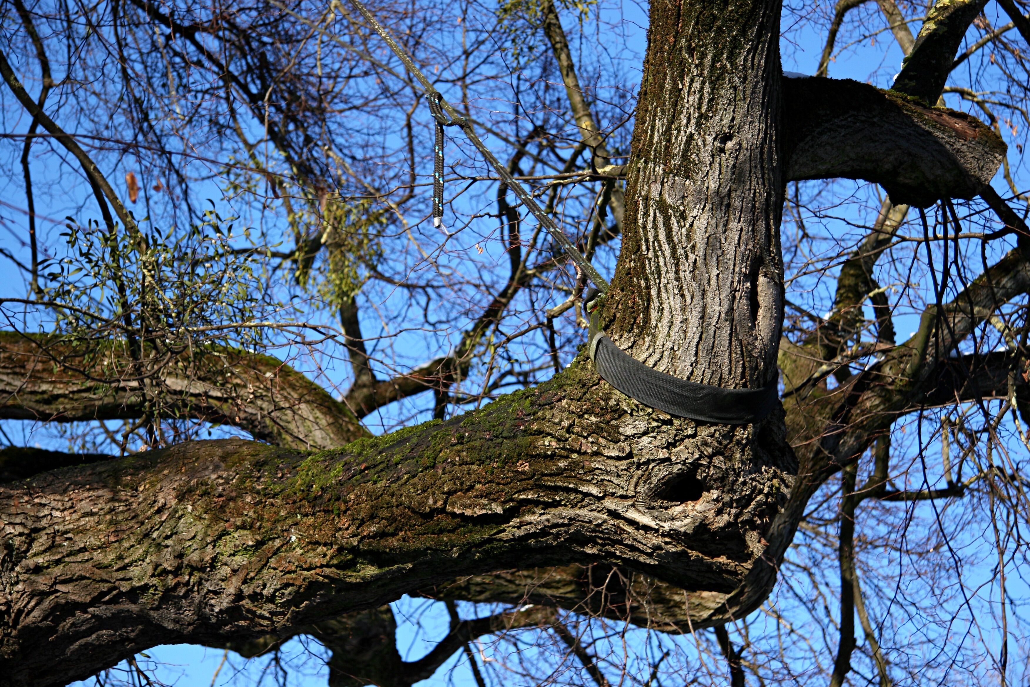 Stütze der Röth-Linde im Münchner Stadtteil Nederling im Winter