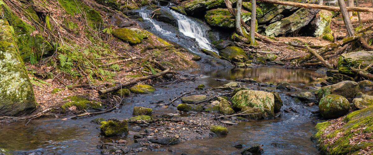 A forest stream with a small waterfall surrounded by rocks and trees.