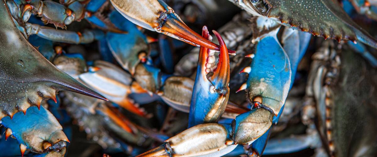 Blue crabs caught on the Gulf of Mexico