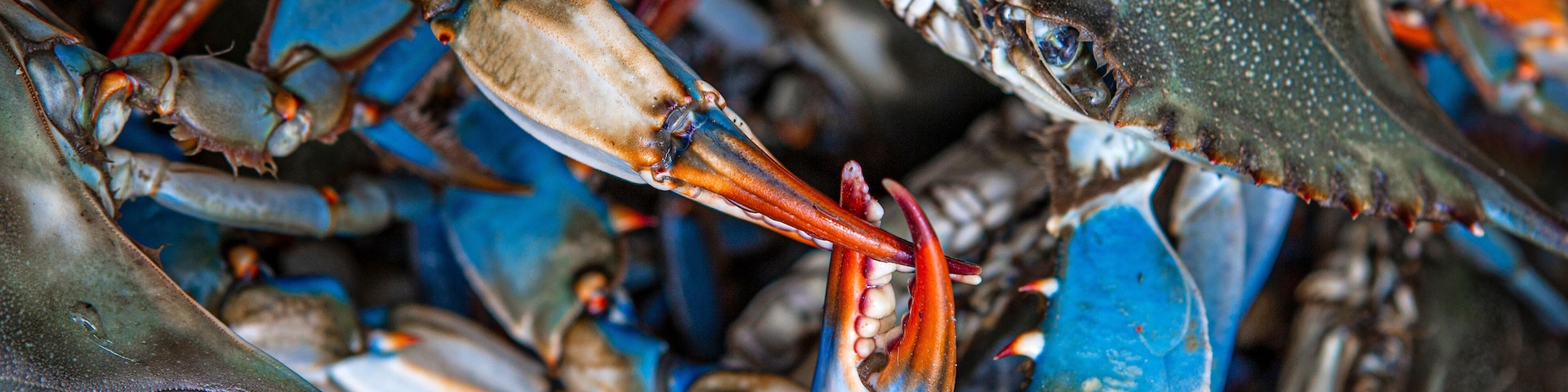 Blue crabs caught on the Gulf of Mexico