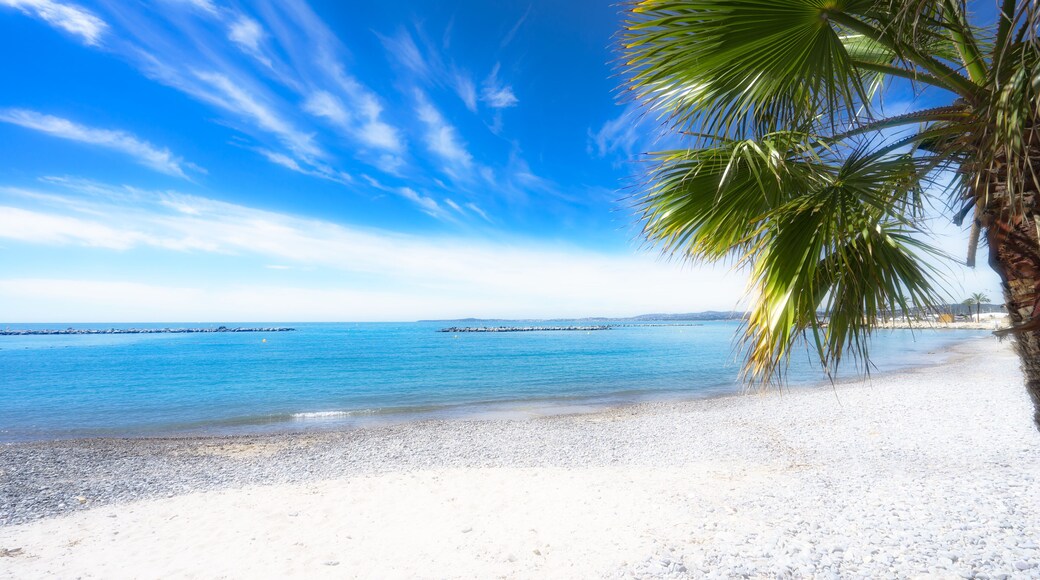 Palmenstrand mit Freiraum ( Saint-Laurent-du-Var, Frankreich )