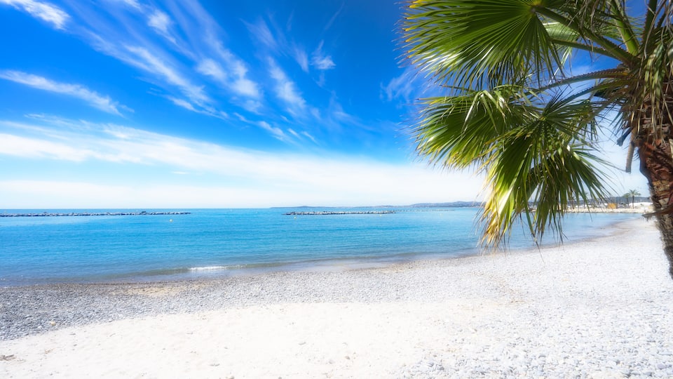 A beach with white sand, clear blue water, and a palm tree.