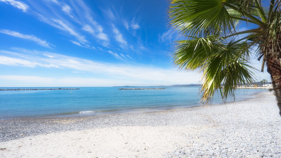 A beach with white sand, clear blue water, and a palm tree.