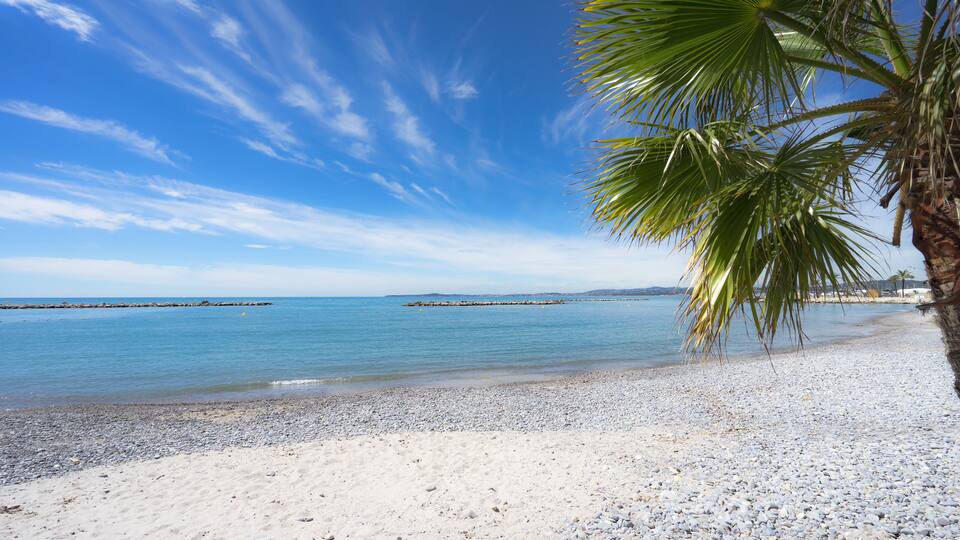 A beach with white pebbles, calm blue water, and a palm tree.