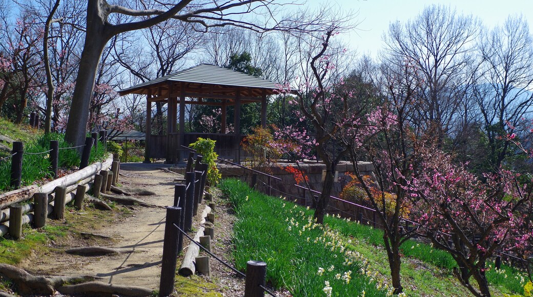 錦織公園にて 梅の里 2013.3.15
