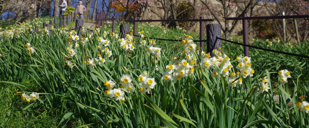 錦織公園にて 梅の里 2013.3.15