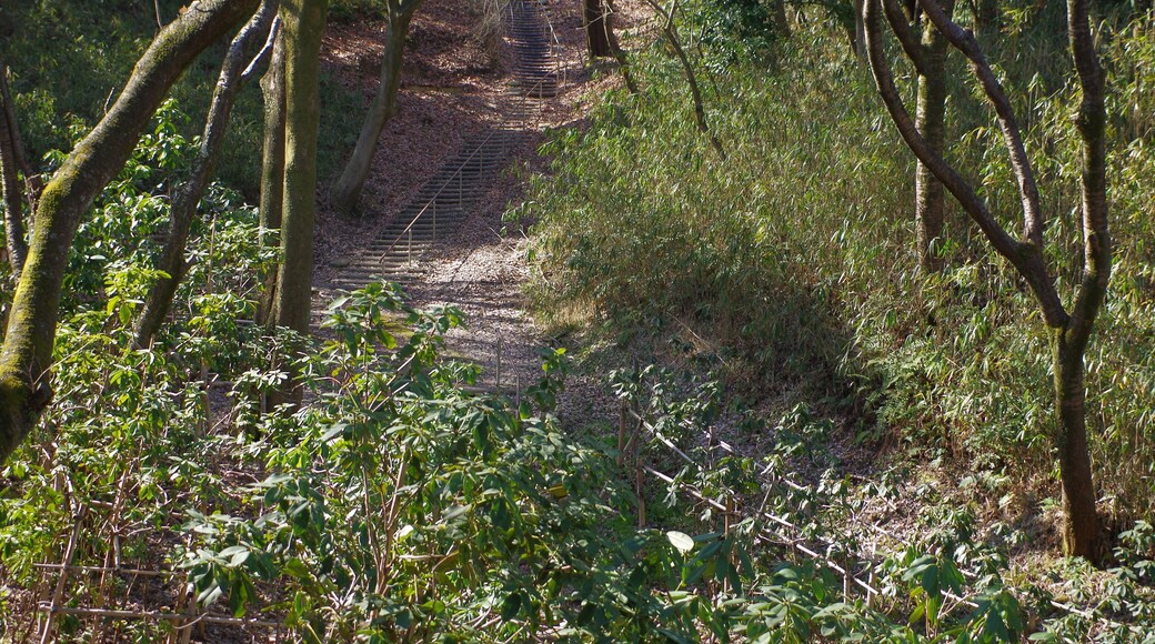 錦織公園にて しゃくなげの谷 2013.3.15