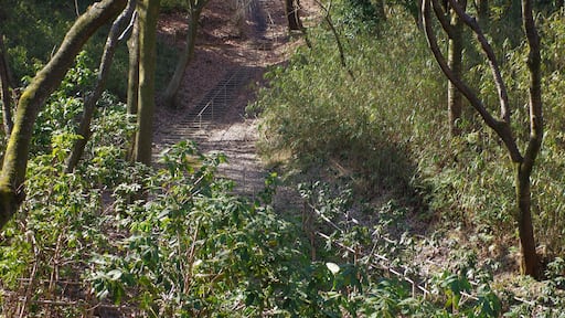 錦織公園にて しゃくなげの谷 2013.3.15