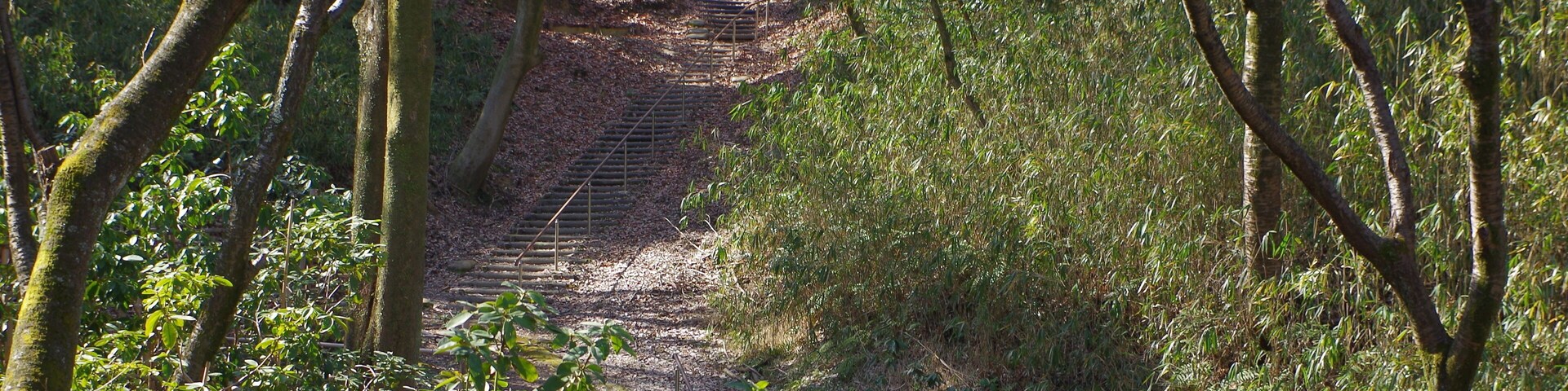 錦織公園にて しゃくなげの谷 2013.3.15