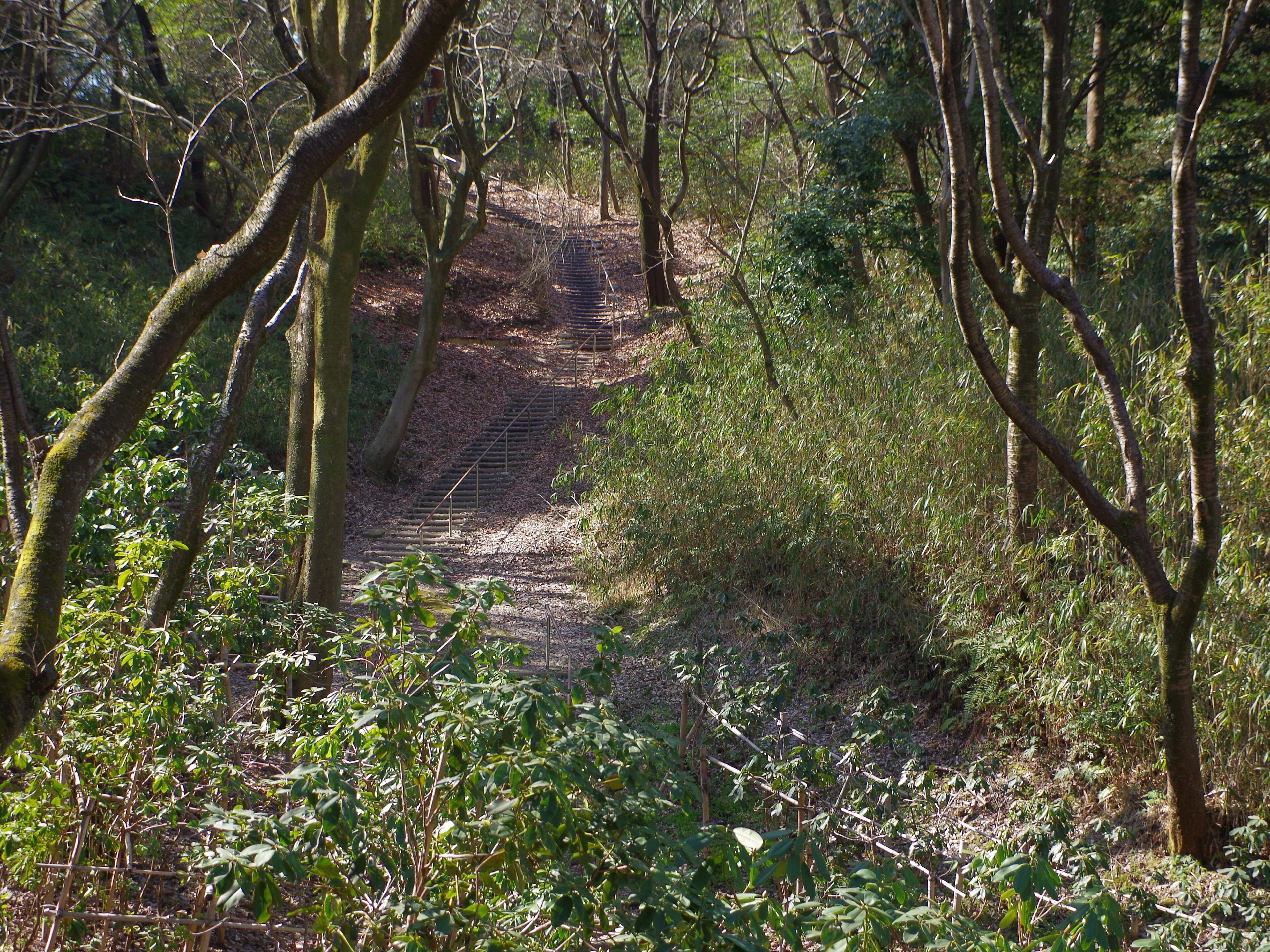A forested area with a dirt path leading through it.