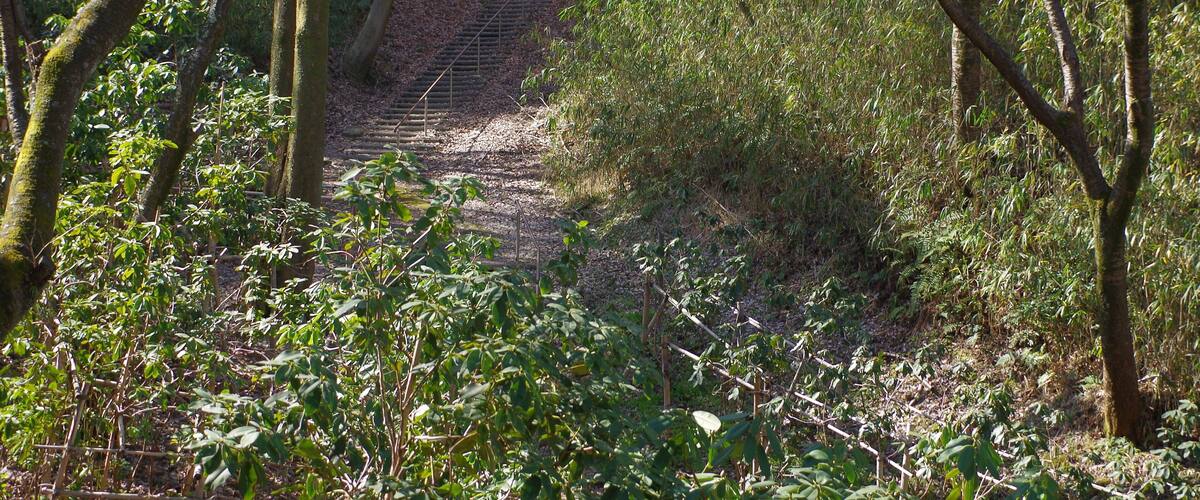 A forested area with a dirt path leading through it.