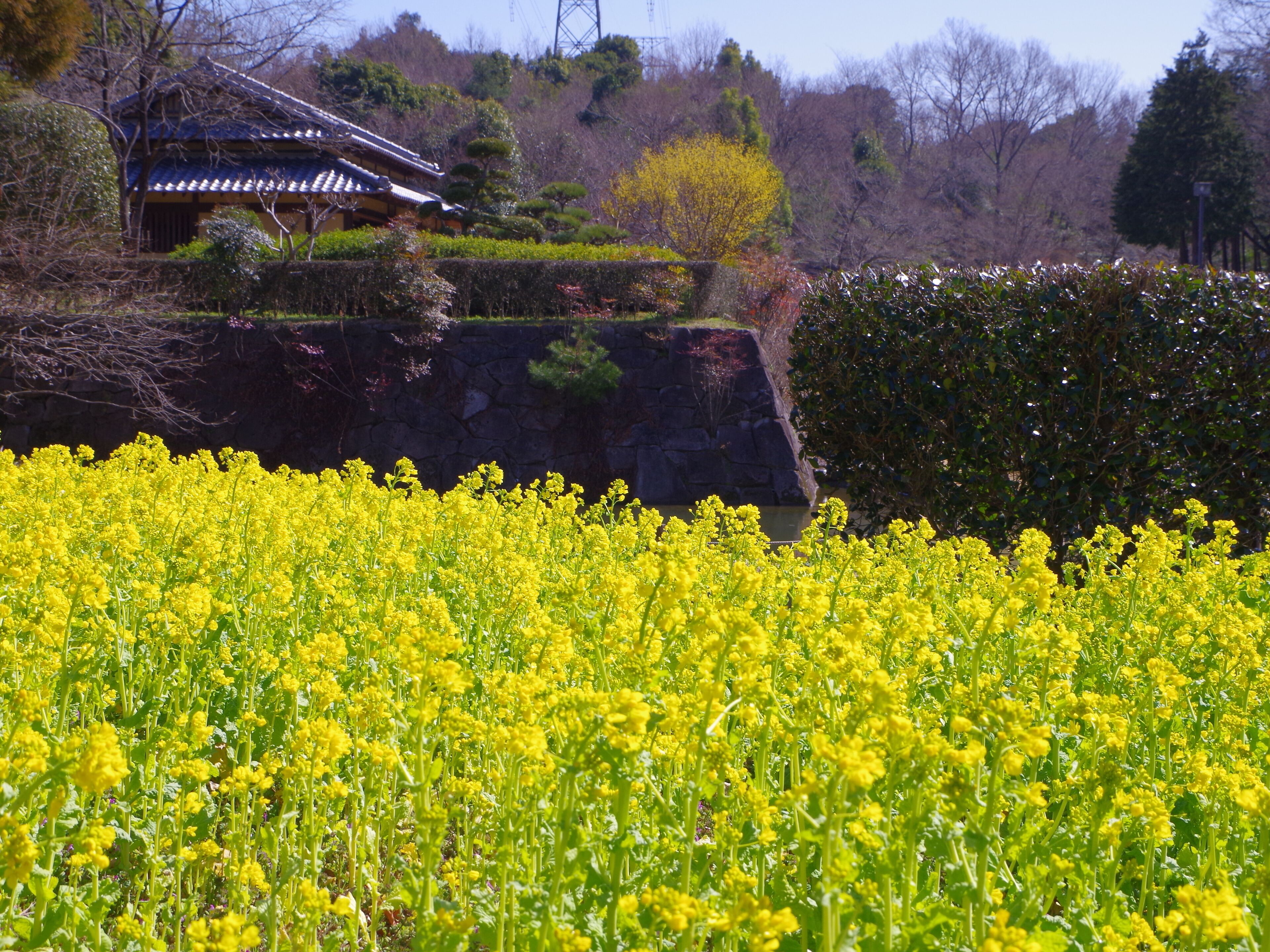 錦織公園 河内の里の菜の花畑 Rape blossoms in Kawachi-no-sato 2013.3.15