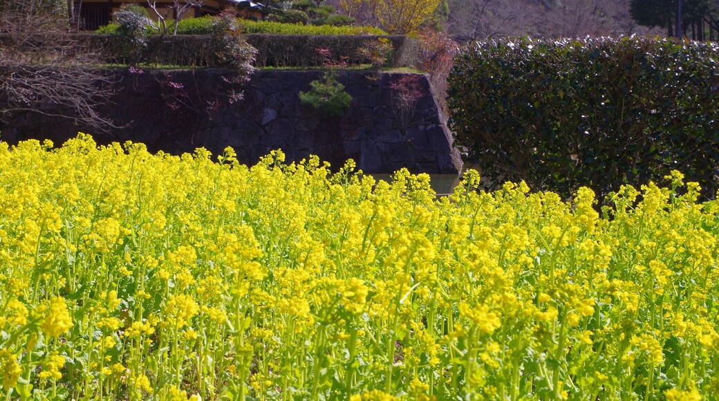 錦織公園 河内の里の菜の花畑 Rape blossoms in Kawachi-no-sato 2013.3.15