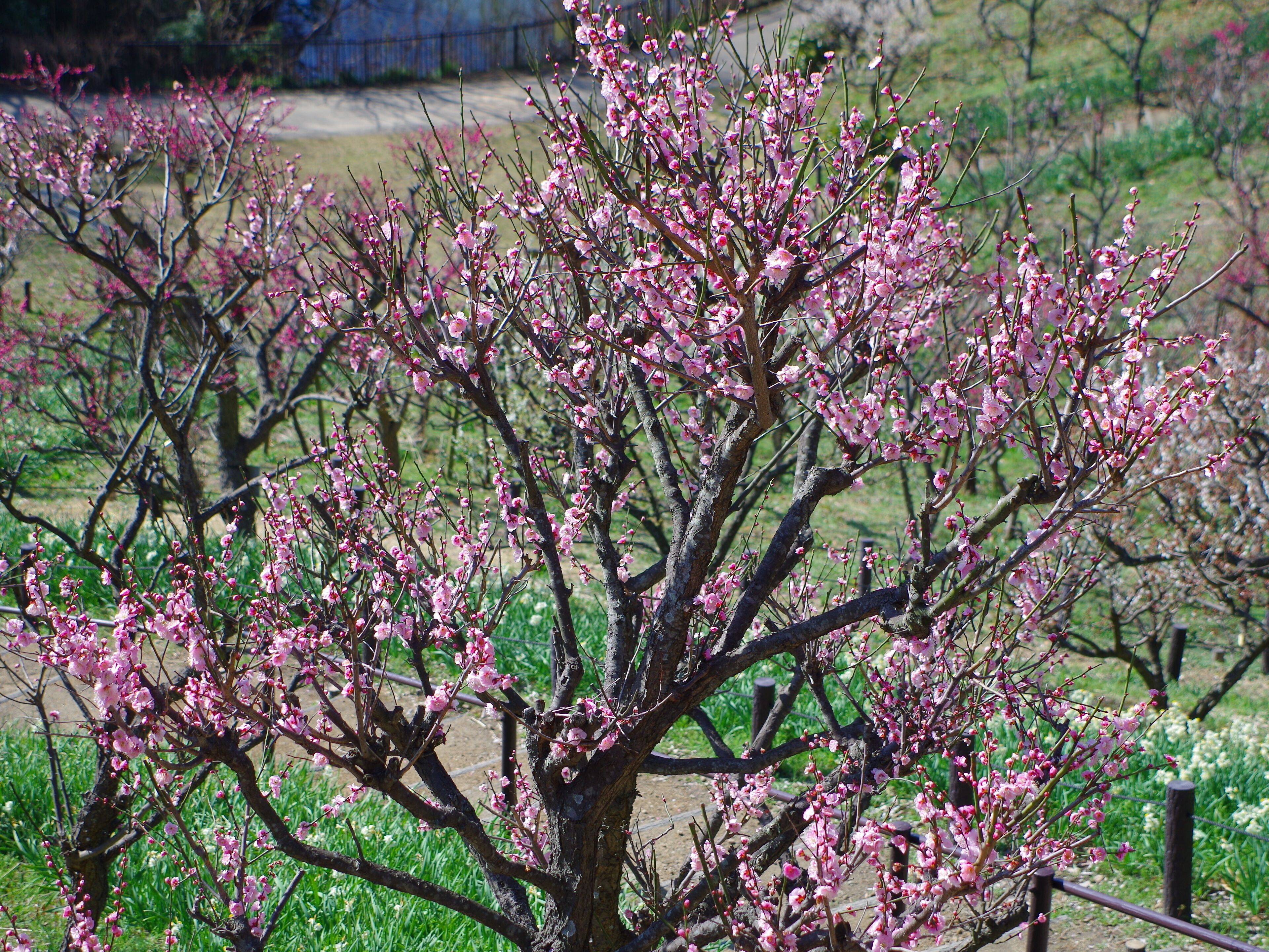 錦織公園 梅の里にて Ume-no-sato: Apricot grove 2013.3.15