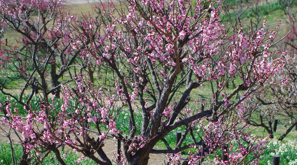 錦織公園 梅の里にて Ume-no-sato: Apricot grove 2013.3.15