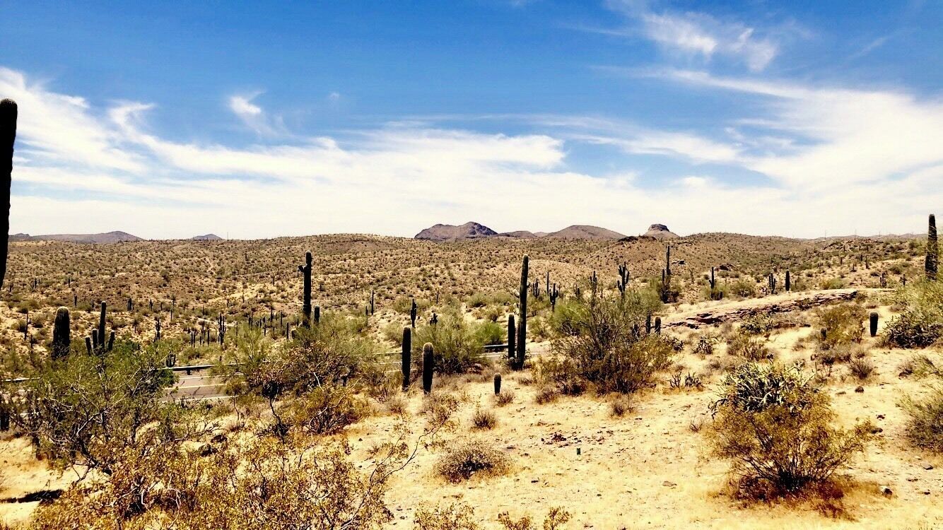 A desert landscape with sparse vegetation, cacti, and distant mountains under a clear sky.
