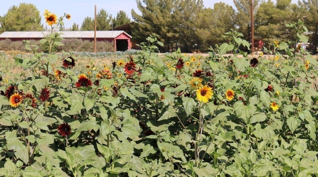 Sunflowers and the train tunnel at Schnepf Farms in Queen Creek, AZ