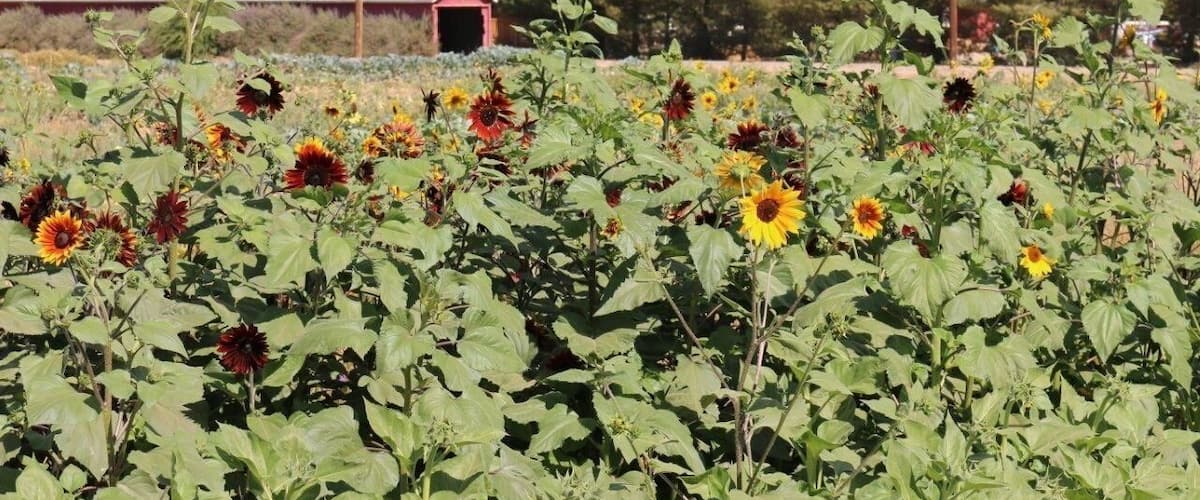 Sunflowers and the train tunnel at Schnepf Farms in Queen Creek, AZ