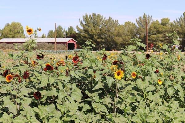 Sunflowers and the train tunnel at Schnepf Farms in Queen Creek, AZ
